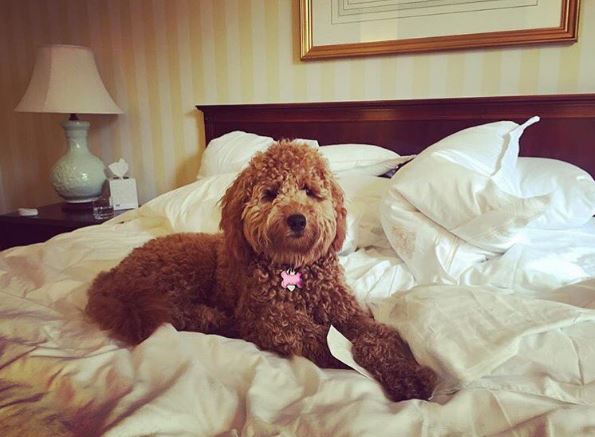 Lucy the Doodle says, "Suite life is ruff." Your four-legged friends will love staying at our pet friendly hotel in the heart of the New Orleans French Quarter. (Photo courtesy Instagram user @ourlucydoodle)