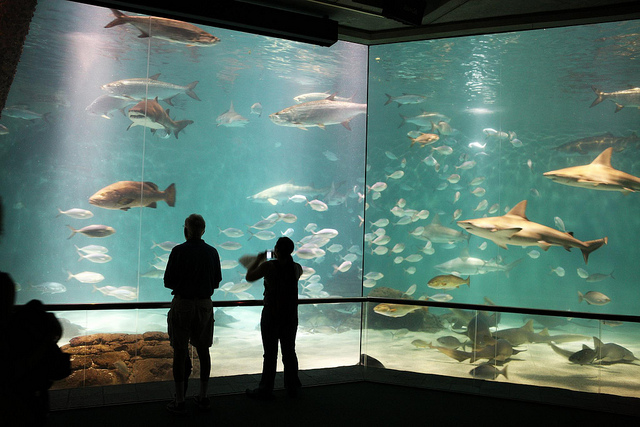 aquarium